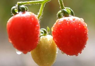 怎樣種植小番茄？小番茄怎么種