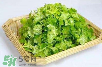 芹菜葉能吃嗎？芹菜葉可以吃嗎