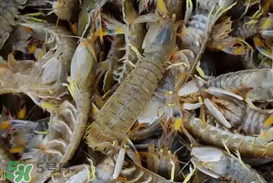 爬蝦蒸還是煮？爬蝦蒸好還是煮好？