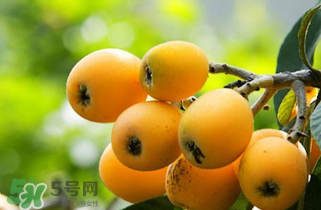 枇杷不能和什么一起吃？枇杷不能跟什么一起吃