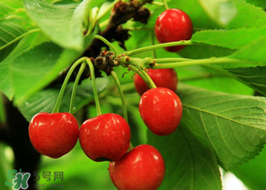 櫻桃可以帶上飛機(jī)嗎？坐飛機(jī)可以帶櫻桃嗎？