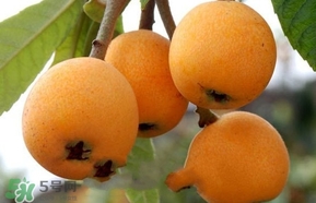 枇杷不能和什么一起吃？枇杷不能跟什么一起吃