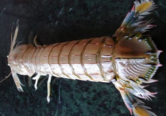 爬蝦蒸還是煮？爬蝦蒸好還是煮好？