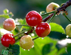 櫻桃可以帶上飛機(jī)嗎？坐飛機(jī)可以帶櫻桃嗎？