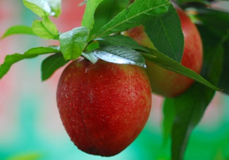 油桃多少錢一斤？油桃多少錢一斤2017？