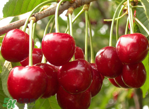 四月份有櫻桃嗎？四月份的櫻桃能吃嗎？