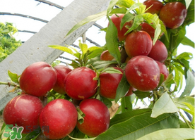 四月份有油桃嗎？四月份的油桃孕婦能吃嗎？