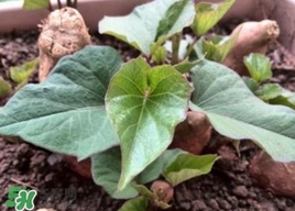 番薯葉是紅薯葉嗎？番薯葉和紅薯葉的區(qū)別