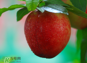 油桃多少錢(qián)一斤？油桃多少錢(qián)一斤2017？