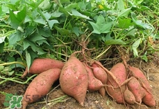 番薯葉怎么種？怎樣種番薯葉