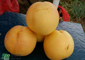 黃金油桃多少錢一斤？黃金油桃什么時候成熟？