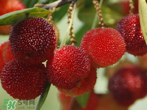 楊梅什么時候上市？楊梅幾月上市？