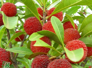 楊梅什么時候上市？楊梅幾月上市？