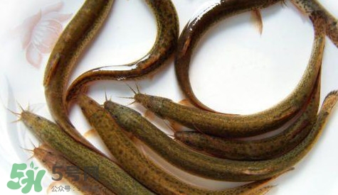 泥鰍多少錢一斤市場價(jià)2022 野生泥鰍多少錢一斤