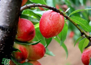 油桃里面發(fā)黑能吃嗎？油桃里面發(fā)黑怎么回事？