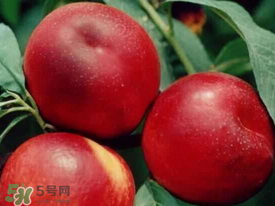 油桃里面發(fā)黑能吃嗎？油桃里面發(fā)黑怎么回事？