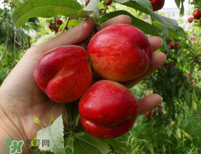 油桃里面發(fā)黑能吃嗎？油桃里面發(fā)黑怎么回事？