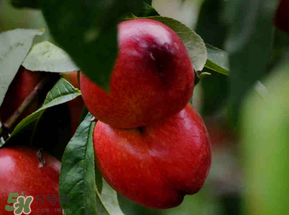 油桃可以放冰箱嗎？油桃能放冰箱嗎？