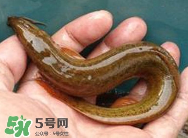 泥鰍如何養(yǎng)？野生泥鰍怎么養(yǎng)