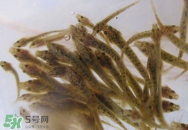 泥鰍吃什么？泥鰍吃什么食物