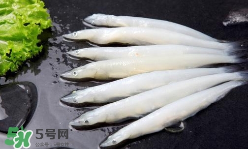 面條魚是什么魚？面條魚是海水魚嗎