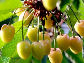 吃櫻桃會醉嗎？櫻桃吃多了會醉嗎？