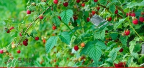 刺泡怎么保存？刺泡保存方法