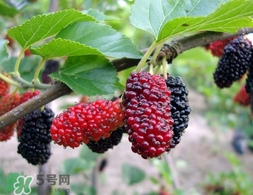 覆盆子是桑葚嗎？覆盆子和桑葚的區(qū)別