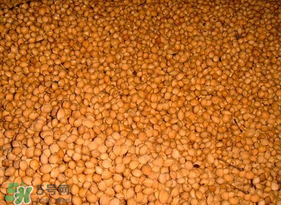 櫻桃籽怎么種小盆栽？櫻桃籽可以種植嗎？