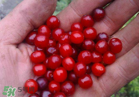 櫻桃籽怎么種小盆栽？櫻桃籽可以種植嗎？