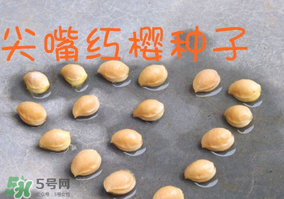 櫻桃籽怎么種小盆栽？櫻桃籽可以種植嗎？