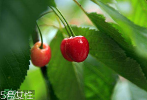 櫻桃籽有毒嗎？櫻桃籽能吃嗎？