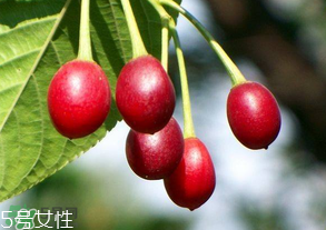 櫻桃籽有毒嗎？櫻桃籽能吃嗎？