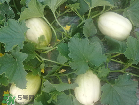 香瓜什么人不能吃？什么人不能吃香瓜？