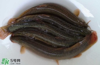 泥鰍如何養(yǎng)？野生泥鰍怎么養(yǎng)