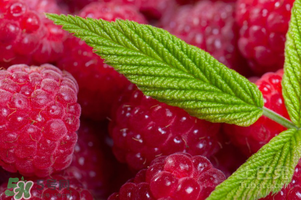 刺泡怎么保存？刺泡保存方法