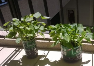 番薯葉怎么種？怎樣種番薯葉