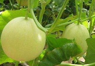 香瓜多少錢一斤？香瓜多少錢一斤2017？