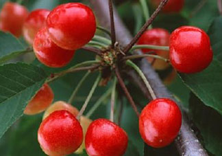 四月份有櫻桃嗎？四月份的櫻桃能吃嗎？