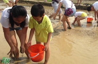 泥鰍怎么抓？泥鰍怎么捉