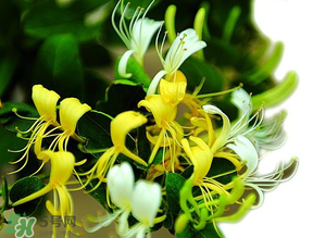 金銀花什么時候采摘最好？金銀花幾月份采摘？