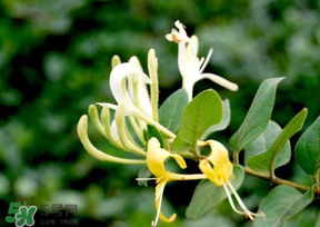 金銀花什么時候采摘最好？金銀花幾月份采摘？