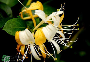 金銀花什么時候采摘最好？金銀花幾月份采摘？