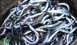 面條魚有什么營(yíng)養(yǎng)？面條魚營(yíng)養(yǎng)價(jià)值