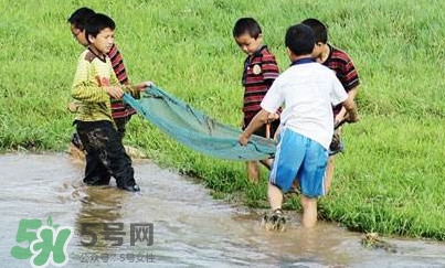 泥鰍怎么抓？泥鰍怎么捉