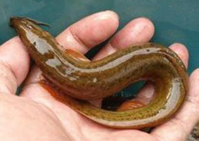 泥鰍有刺嗎？泥鰍有鱗片嗎