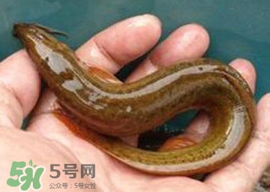 泥鰍死了多久不能吃？泥鰍死了怎么處理