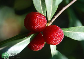 楊梅為什么有蟲子？楊梅有蟲能吃嗎？