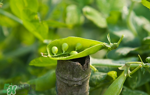 豌豆可以冷凍嗎？豌豆冷凍可以保存多久？