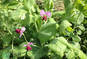 豌豆能放在冰箱嗎？豌豆放冰箱怎么保存？